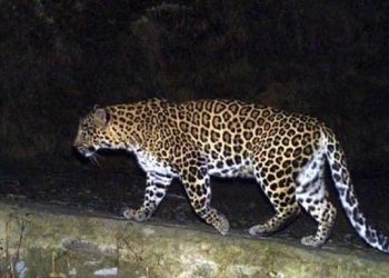 मुलाला ओढत नेणाऱ्या “बिबट्याला” बापाने ठेवले धरून