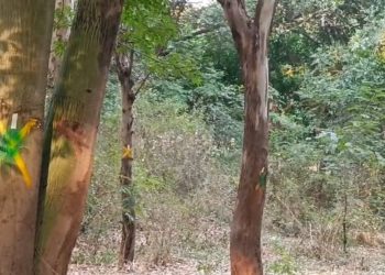 तपोवनाचा वाद, संतापले हरित लवाद